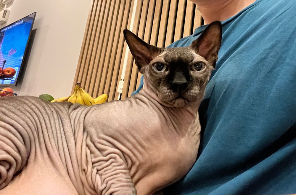 Catsitter-Opieka nad kotem - Wawer i okolice