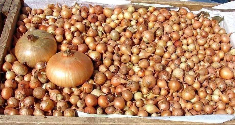 Лук севок, арпаджик, на перо, тиканка. Штутгартер