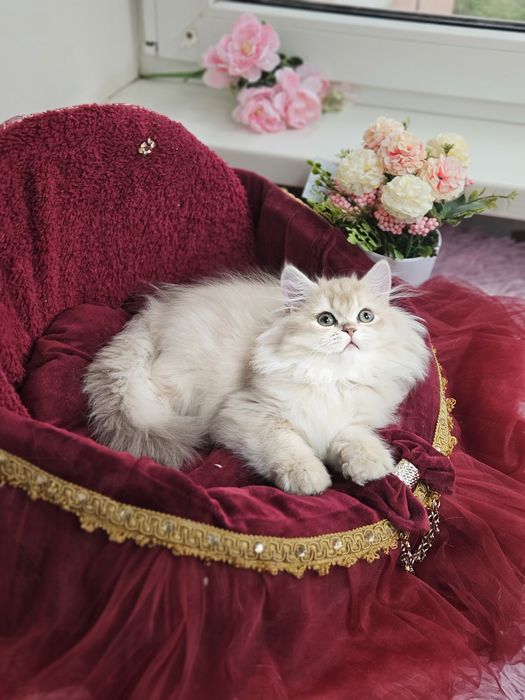 Золотая британская шиншилла кот котята котик хлопчик кіт
