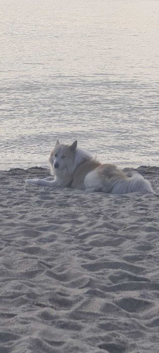 Красень Якутської Лайки