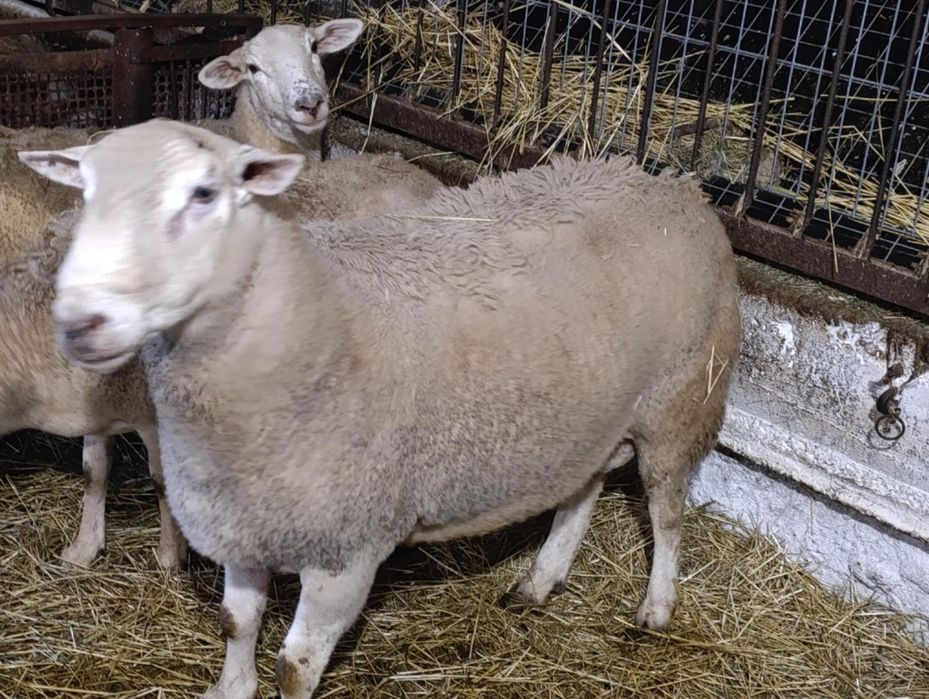 Baran nolan 3 miesięczny