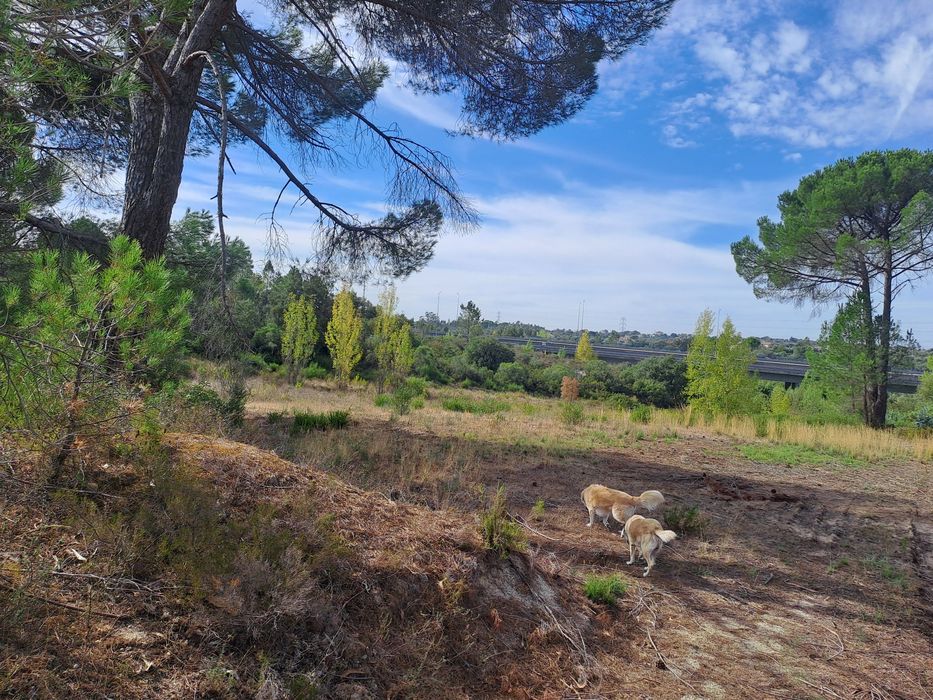 Terreno com poço na Albufeira do Carril