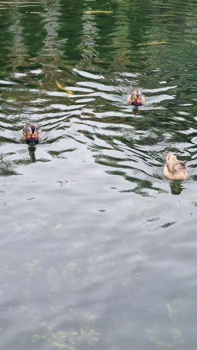 Будинок подобово з басейном, сауною та чан джакузі.