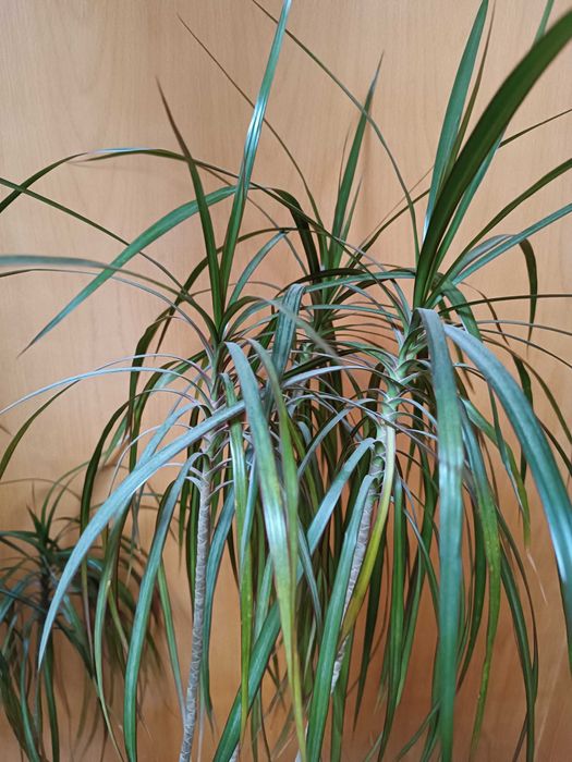 Vaso e planta muito bonita