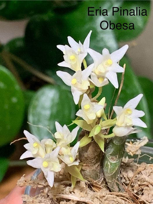 Орхідея каттлейя Cattleya Wassana Elegante Eria Pinalia Obesa
