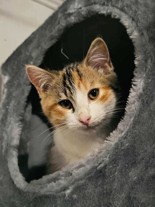 Piękna trikolorka szuka dobrego domu