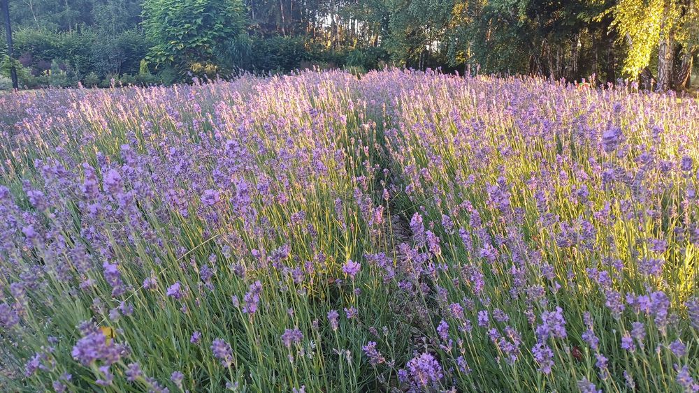 Lawenda wąskolistna Munstead