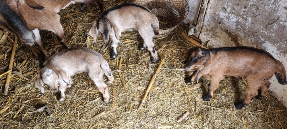 Козлик. Коза. Англо-нубийска.