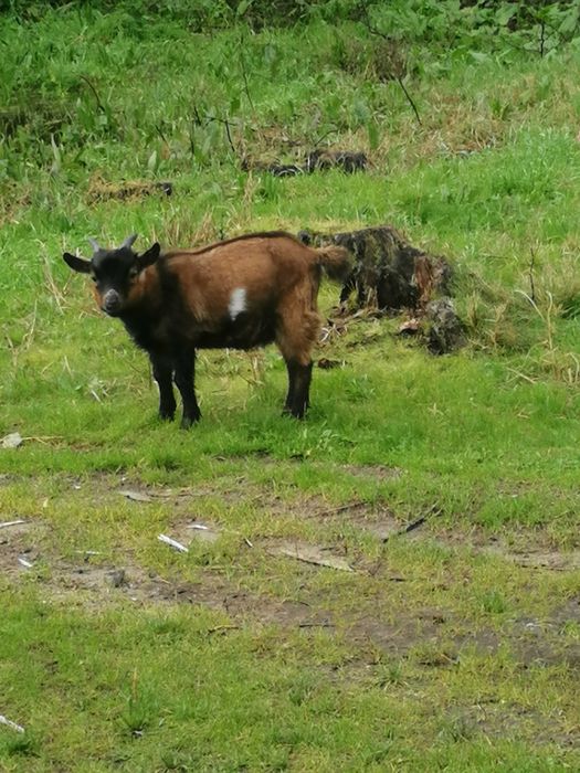 Tres fêmeas e dois machos