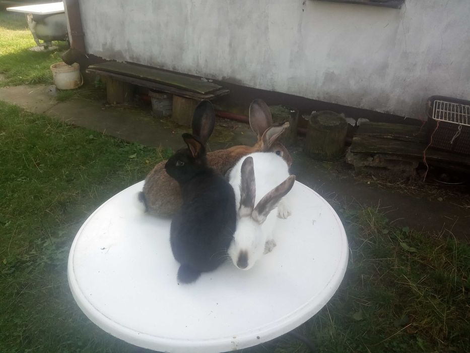 Mam do sprzedania króliki samce i samiczki