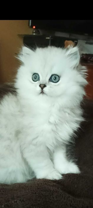 Серебристая шиншилла котёнок девочка белая
