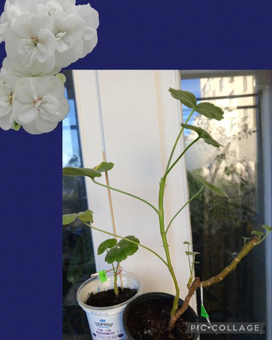 Філодендрон. Каланхое Magic Bells. Фікус. Шлюмбергера. Пеларгонія