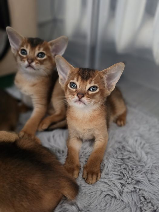 Kot abisynski kotek abisynski kociak