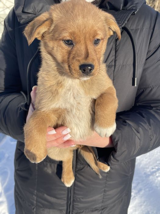 Відам цуциків в хороші руки