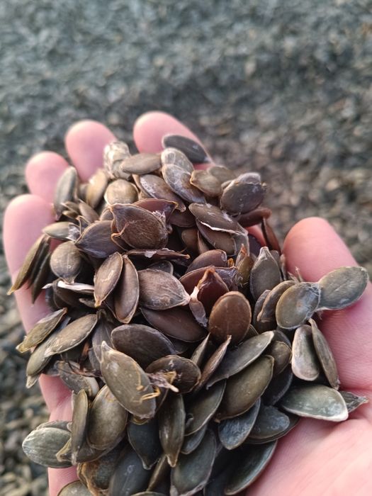 Для споживання та олії. Насіння голонасінного гарбуза. Урожай 2025