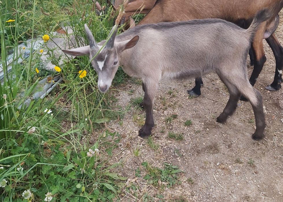 Cabrito macho 3 meses