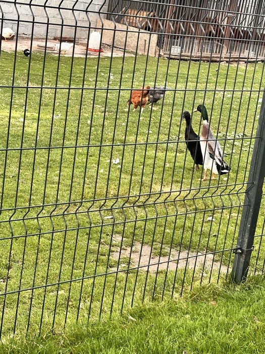 Kaczki biegusy kaczorki i kaczki
