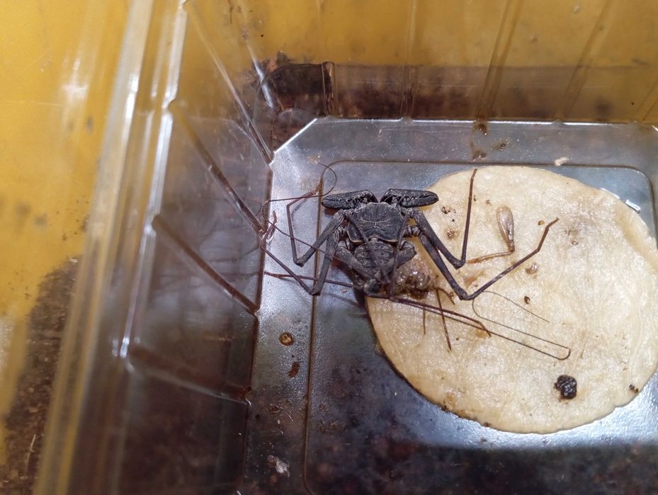 Amplypyga Damon sp.