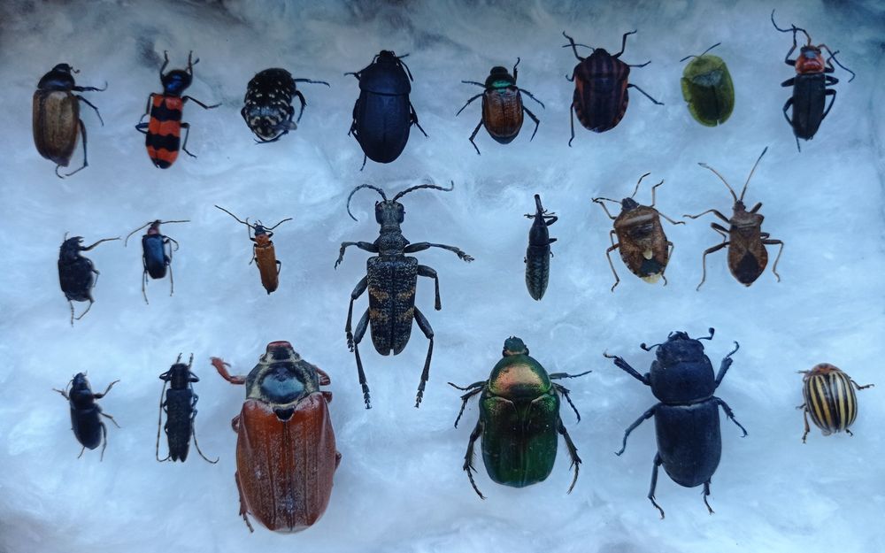Коллекция жуков насекомые комахи