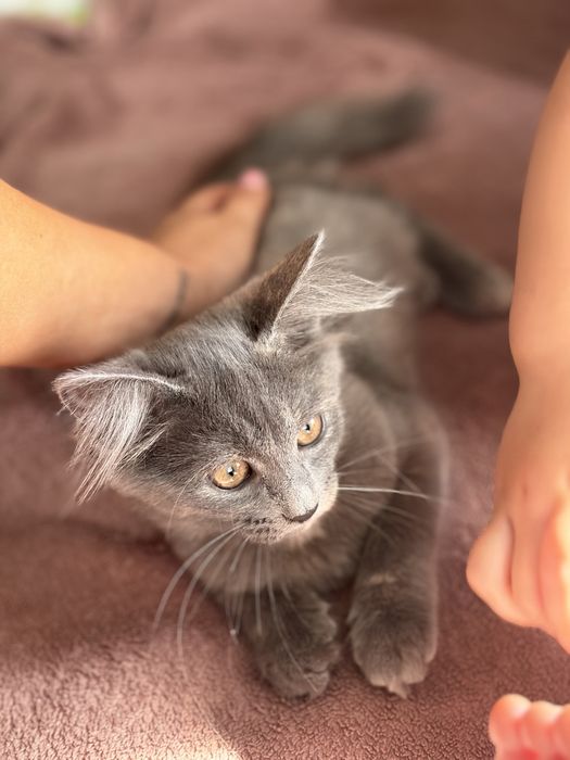 Отдам котенка в добрые руки