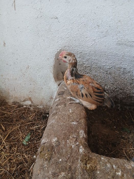 Galos de ovos azuis, verdes e andaluza suranha