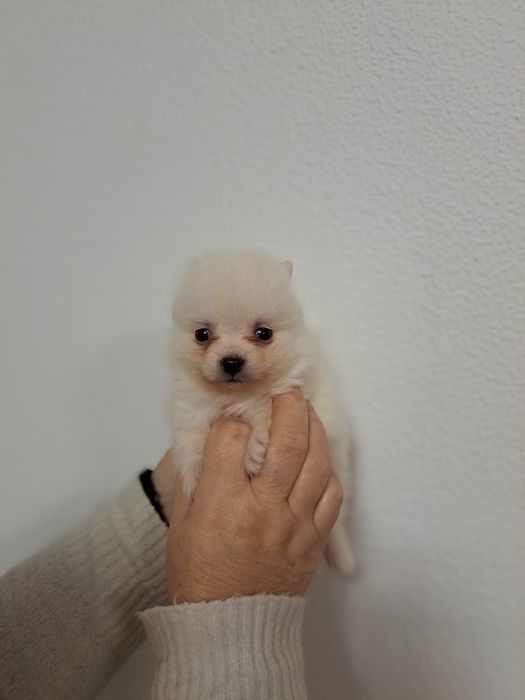 Spitz macho branquinho