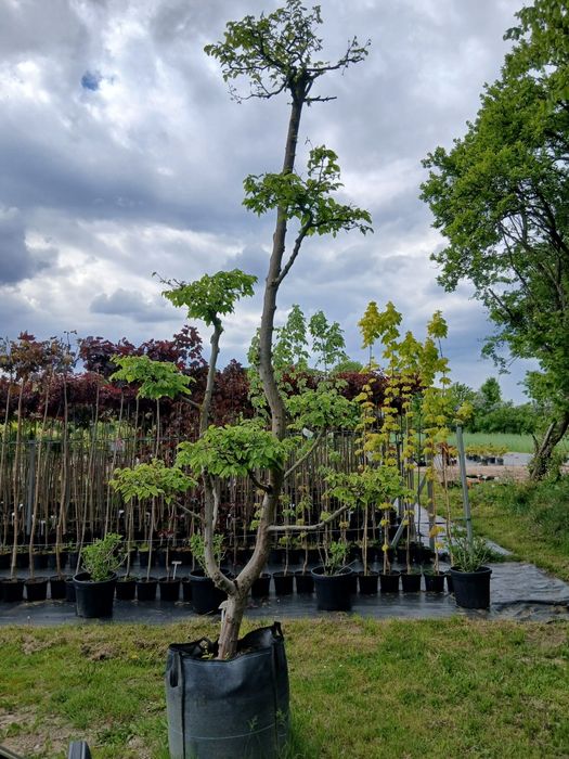 Bonsai  GRAB  sprzedam ŁEBNO