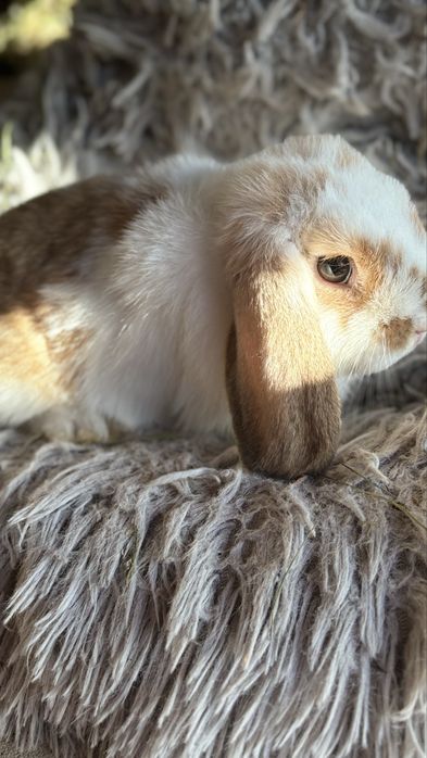 Kroliczek minilop samiczka