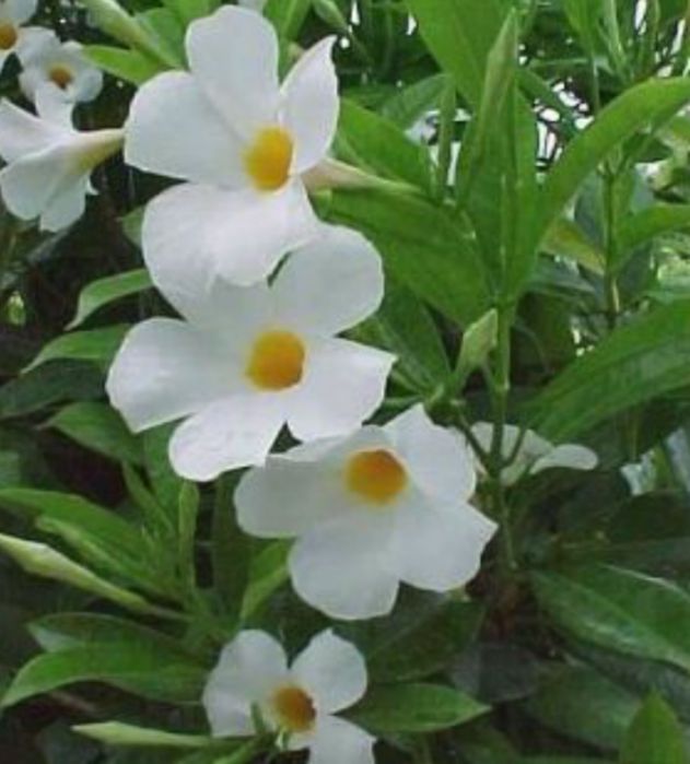 Дипладенія підрощена