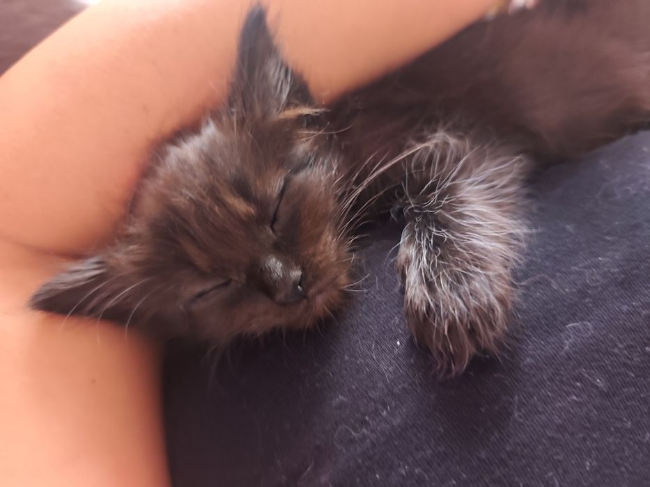 Gatinhos para adoção