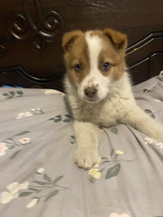 Дівчинка в надійну родину