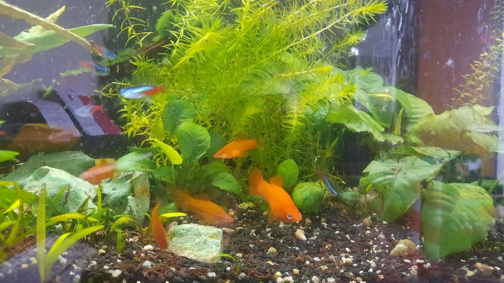 Vendo Peixe Espada aquario agua quente