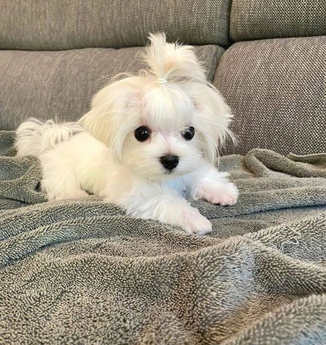 Крихітка Мальтезе )) неймовірна)мілкий  Стандарт