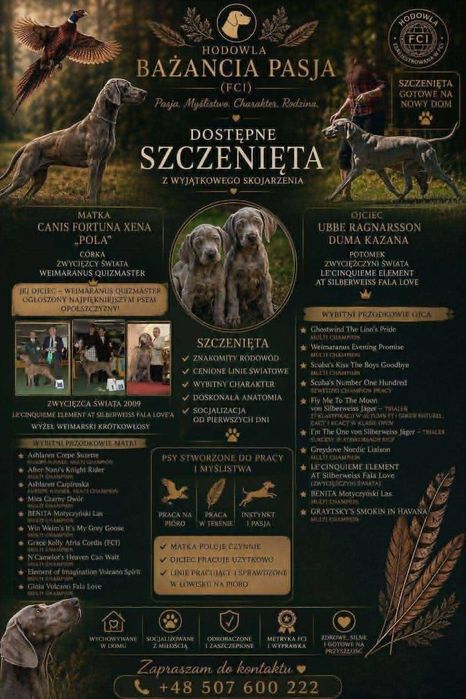 Szczeniaki Wyżeł Weimarski