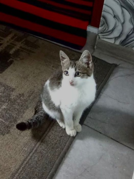 Відаємо котика.
