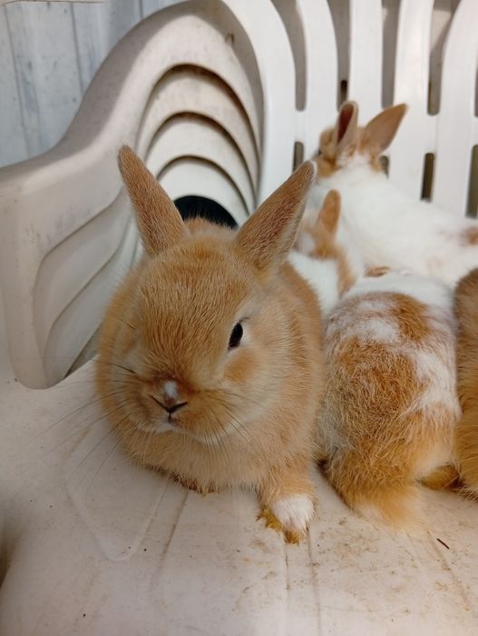 Coelhos anões já a comer sozinhos