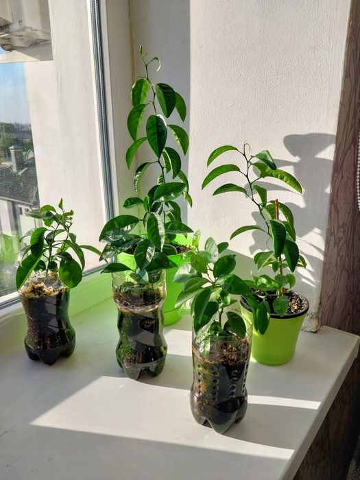 Саженцы мандарина