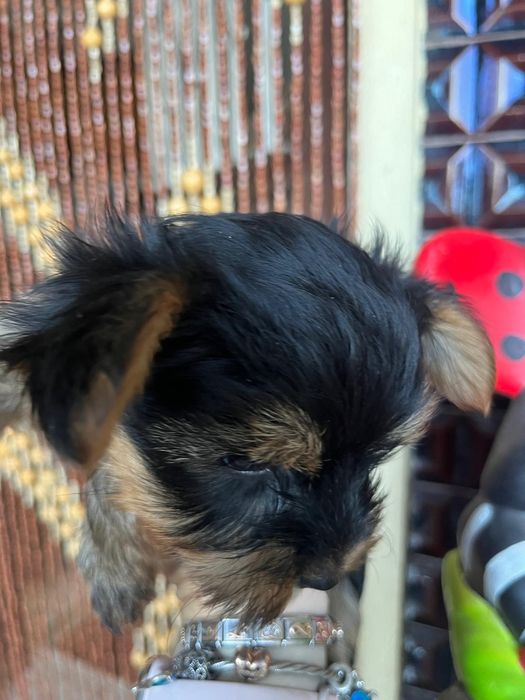 Yorkshire Terrier mini fêmea
