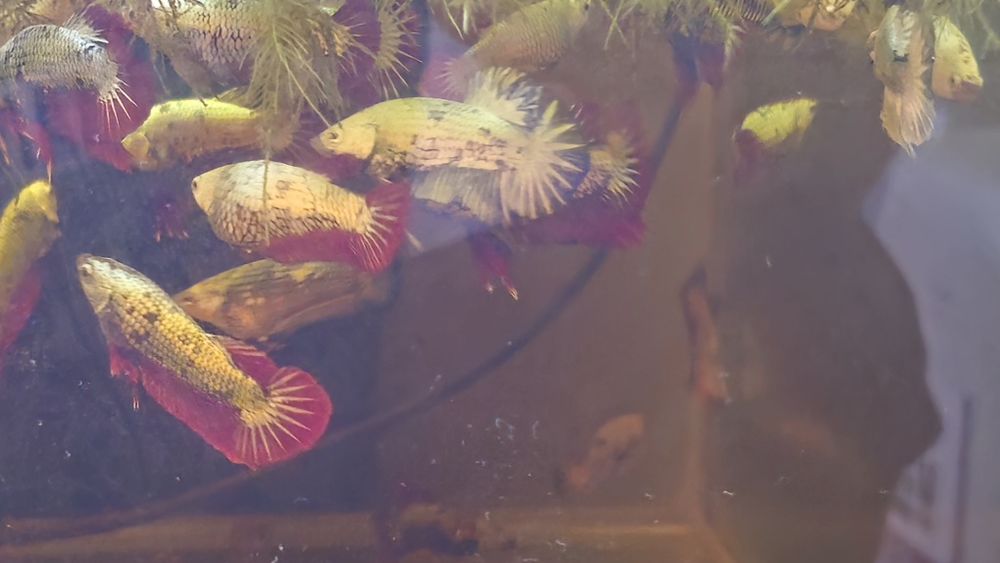 Vendo Bettas dragon