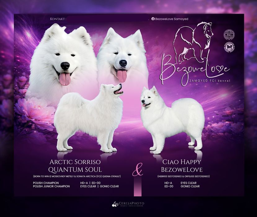 Samoyed BezoweLove FCI ZKwP