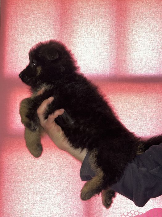 Цуценята довгошерстної Німецької вівчарки