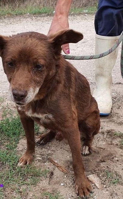 Couchon- cachorro séniorde porte pequeno para adoção