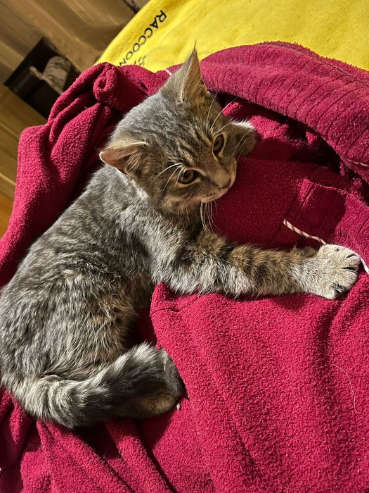 Гарний котик шукає люблячу сім’ю