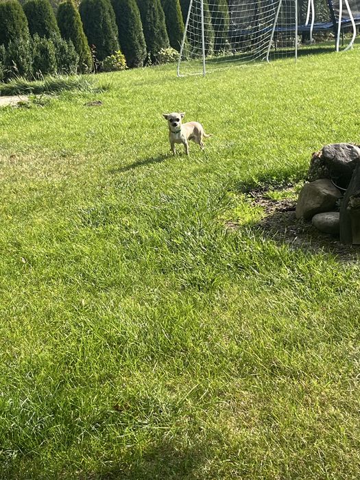 Cudowny piesek chihuahua