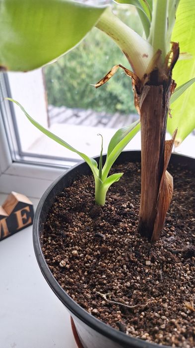 Банан при належному догляді будуть плоди