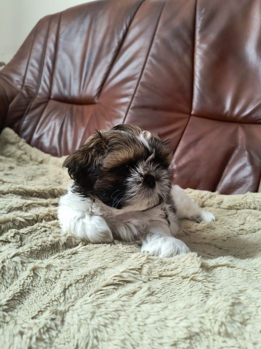 Szczeniak razy Shih Tzu