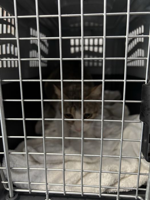 Gatos para adoção