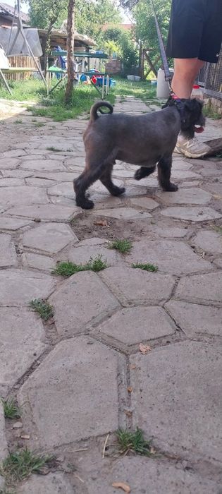 Цвергшнауцер в'язка