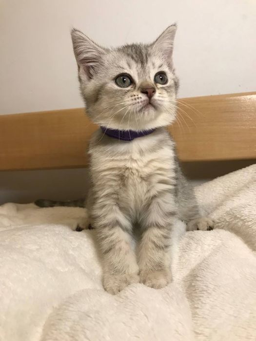 Котята шотландские скоттиш фолд мальчик и девочка