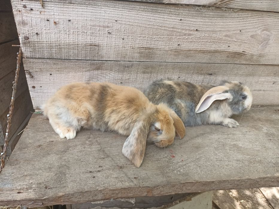 Кролики фб арлекин і рен